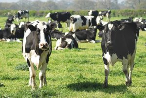 Anpario raises 2025 forecasts