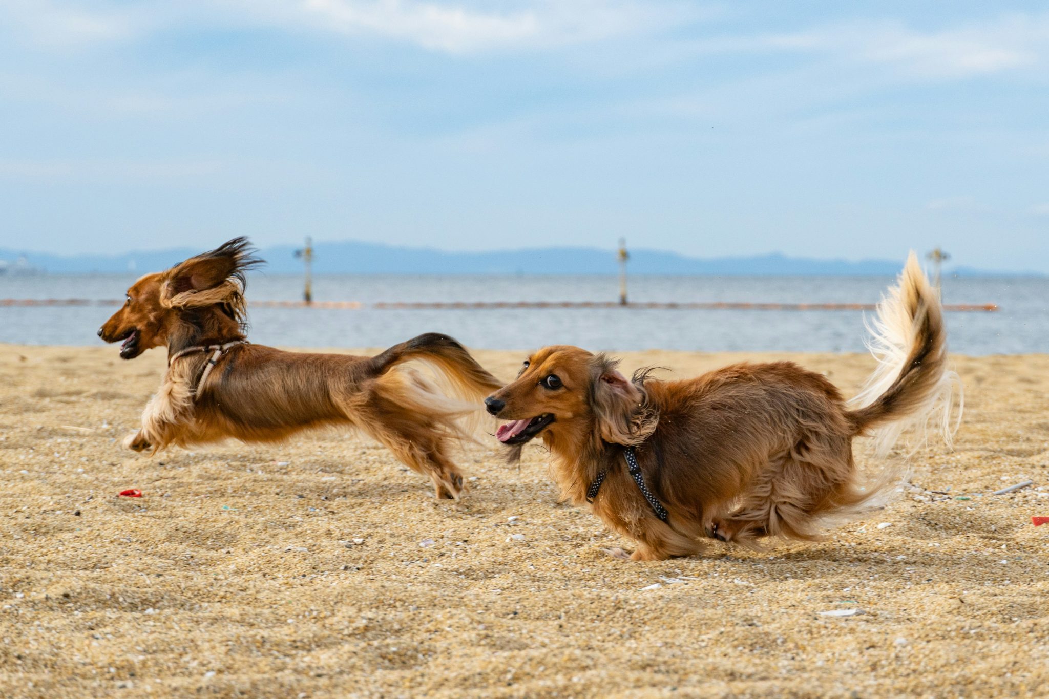 Pets at Home rallied on an in-line Q3 update