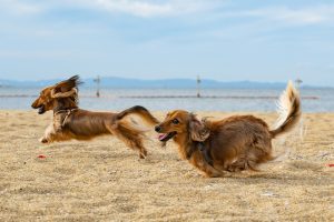 Pets at Home rallied on an in-line Q3 update