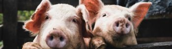 Genus raises earnings guidance