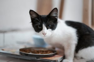 JM Smucker’s products span peanut butter, coffee and cat food