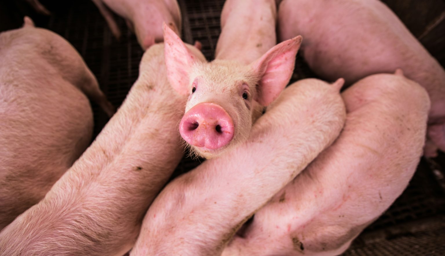 ECO Animal Health boosted by earnings beat ECO Animal Health (EAH:AIM)