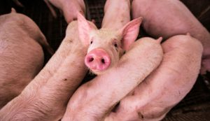 ECO Animal Health (EAH:AIM)
