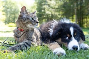 Animalcare bows to £235 million takeover bid