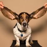 Pets at Home rallies as turnaround gathers pace