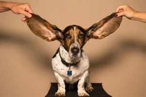 Pets at Home rallies as turnaround gathers pace Pets at Home said retail sales growth has ‘accelerated further’ in FY27-to-date