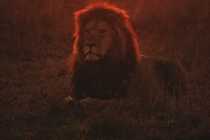 Liontrust shares gain as outflows slow