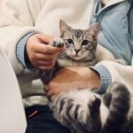 Pets at Home sales grow as turnaround gathers momentum