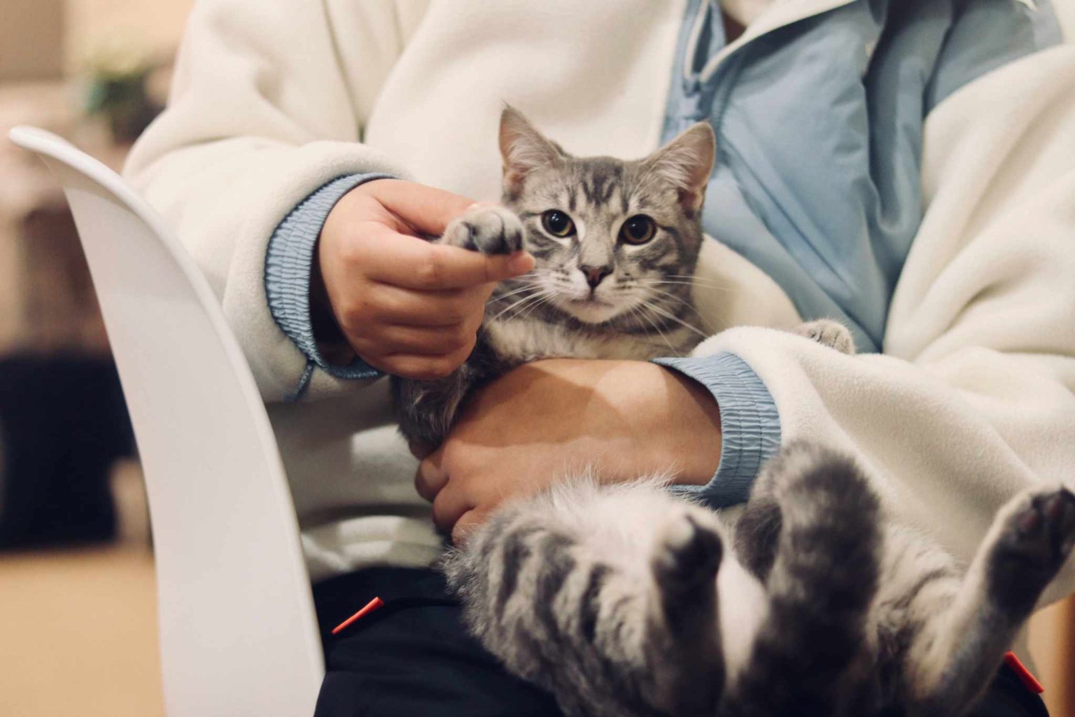Pets at Home sales grow as turnaround gathers momentum Pets at Home reported a rise in Q1 sales