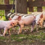 Genus jumps on raised FY26 guidance