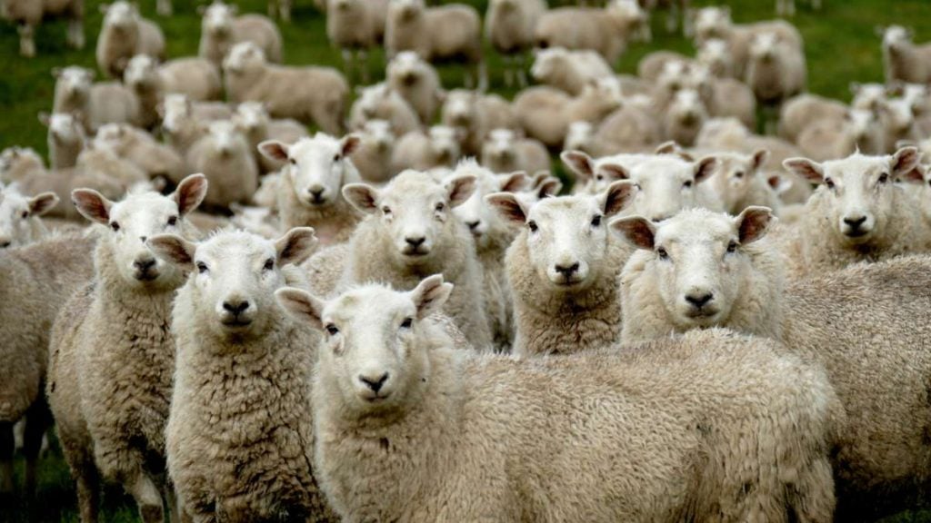 Why investors are flocking to Eco Animal Health