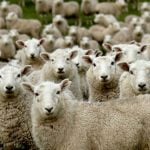 Why investors are flocking to Eco Animal Health