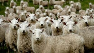 Why investors are flocking to Eco Animal Health Eco Animal Health rallied after the veterinary products specialist in-licensed a late-stage sheep toxoplasmosis vaccine