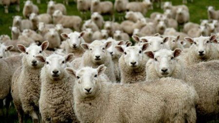 Why investors are flocking to Eco Animal Health Eco Animal Health rallied after the veterinary products specialist in-licensed a late-stage sheep toxoplasmosis vaccine