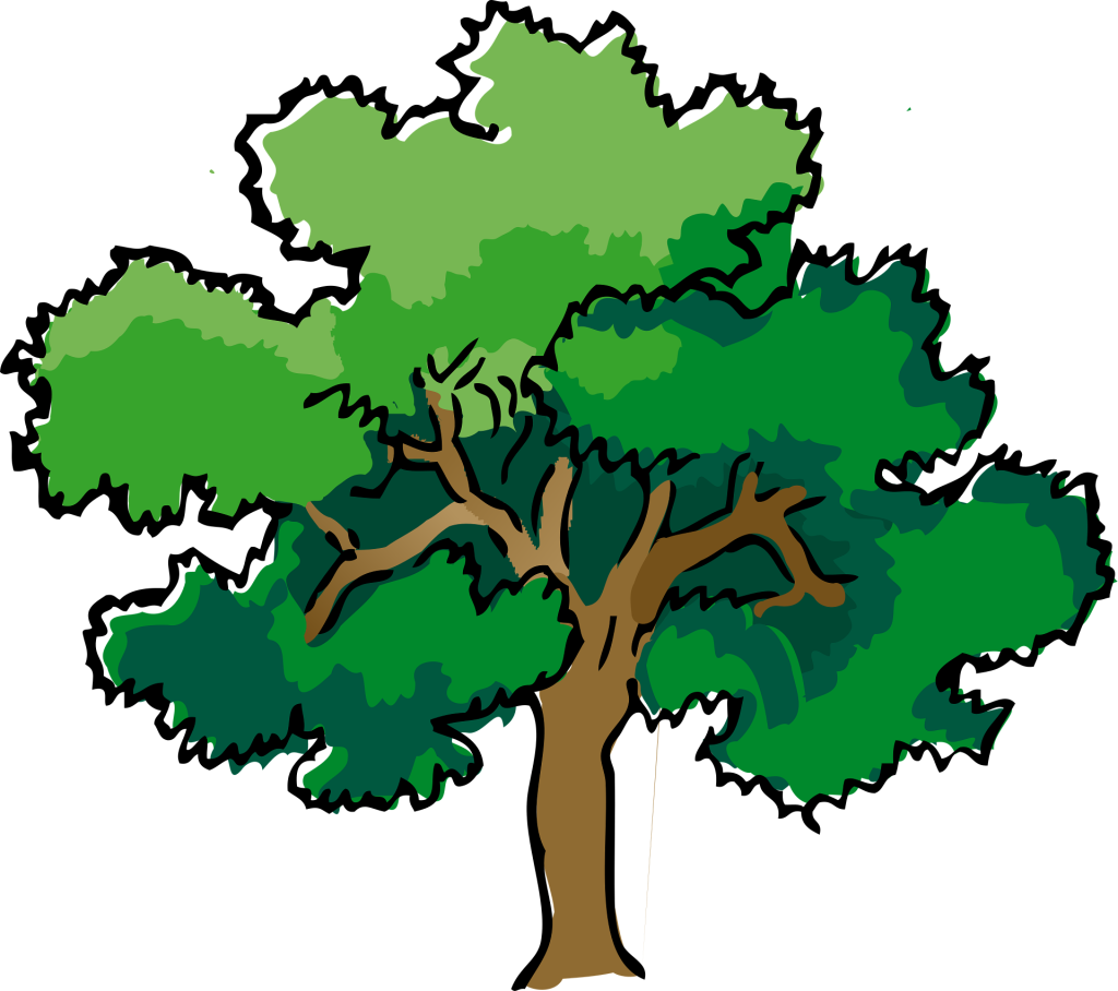 Oak tree