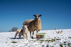 Livestock supplements specialist Fevara said FY26 profitability will top market expectations